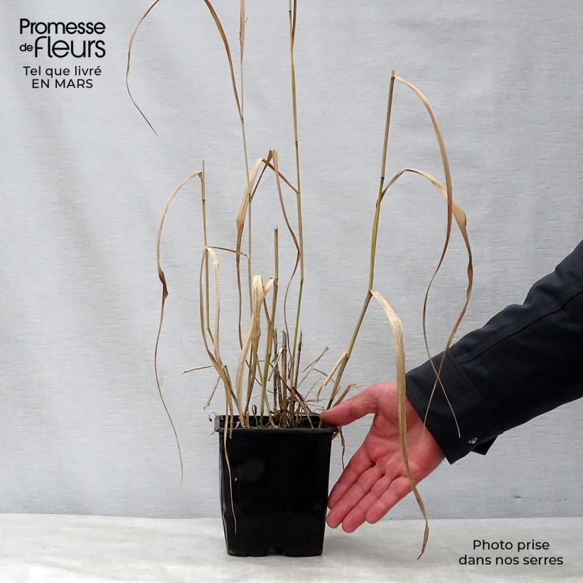 Example of Panic érigé - Panicum virgatum Warrior Pot de 2L/3L as you get in printemps