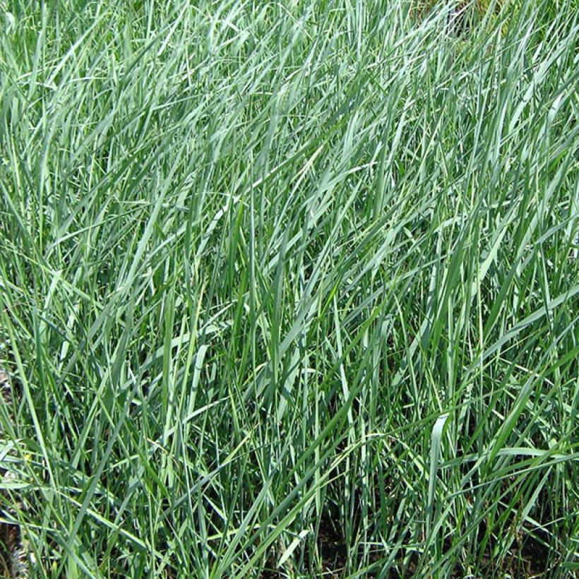 Panicum amarum  (Foliage)