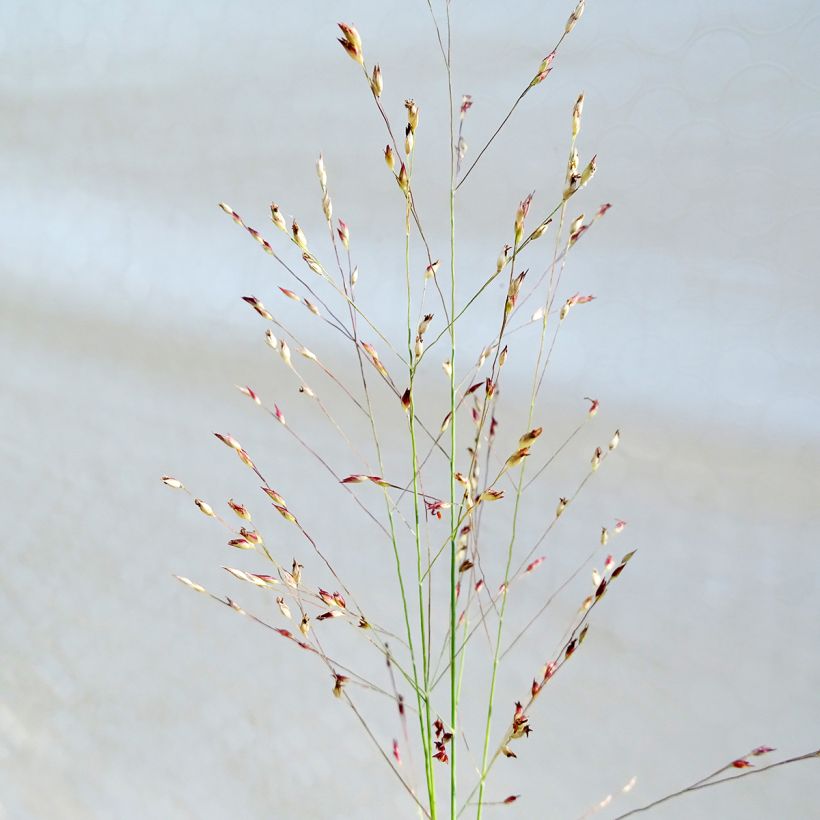 Panicum amarum  (Flowering)