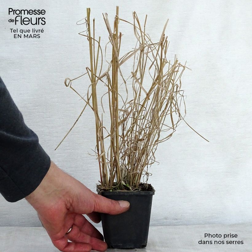 Example of Panicum amarum  Godet de 8/9 cm as you get in printemps