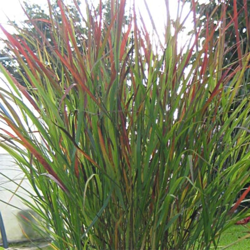Panic érigé - Panicum virgatum Cheyenne Sky  (Foliage)