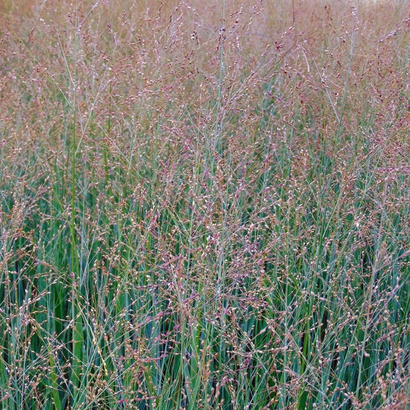 Panic érigé - Panicum virgatum Cloud Nine (Flowering)