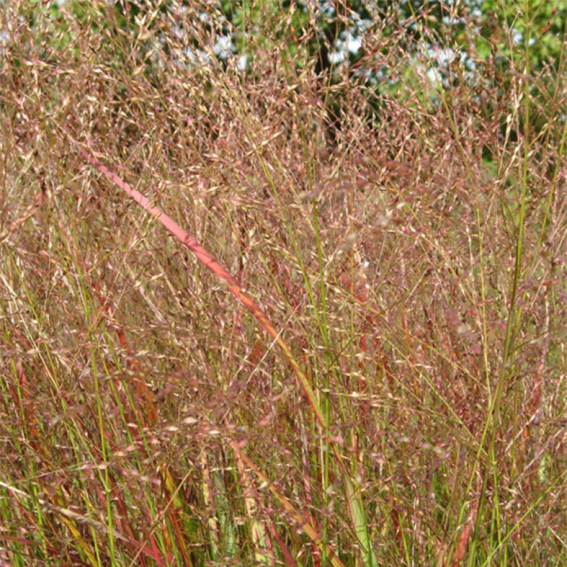 Panic érigé - Panicum virgatum Hanse Herms  (Flowering)