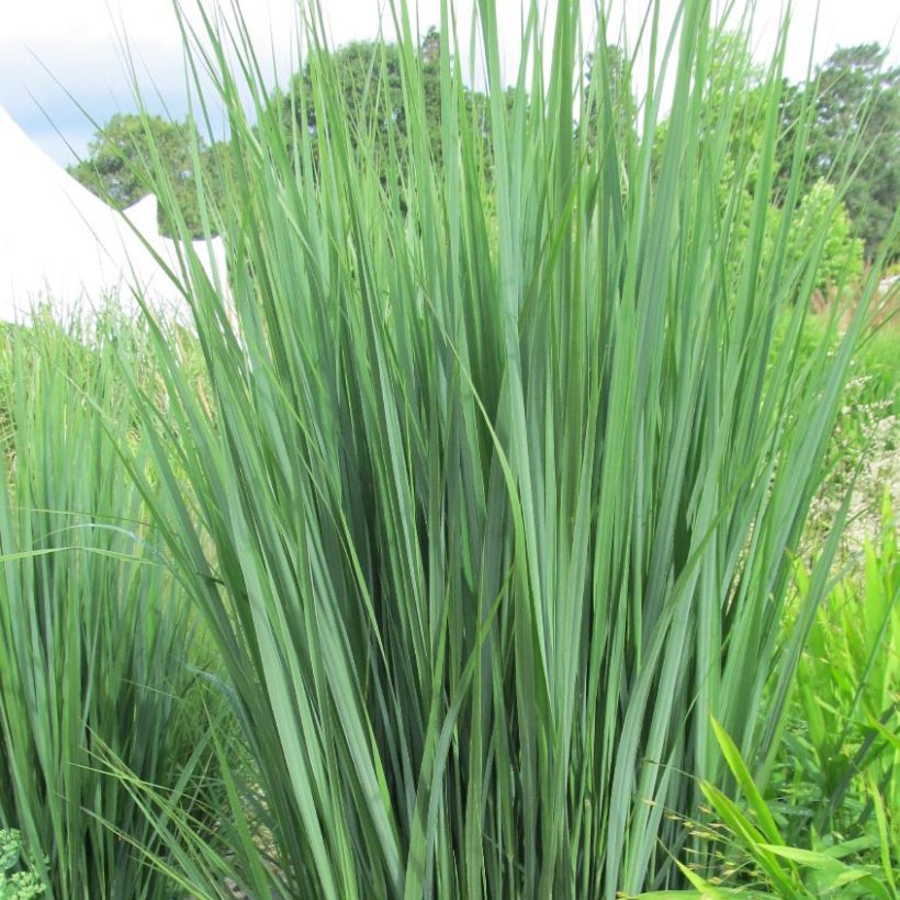 Panic érigé - Panicum virgatum Northwind  (Foliage)