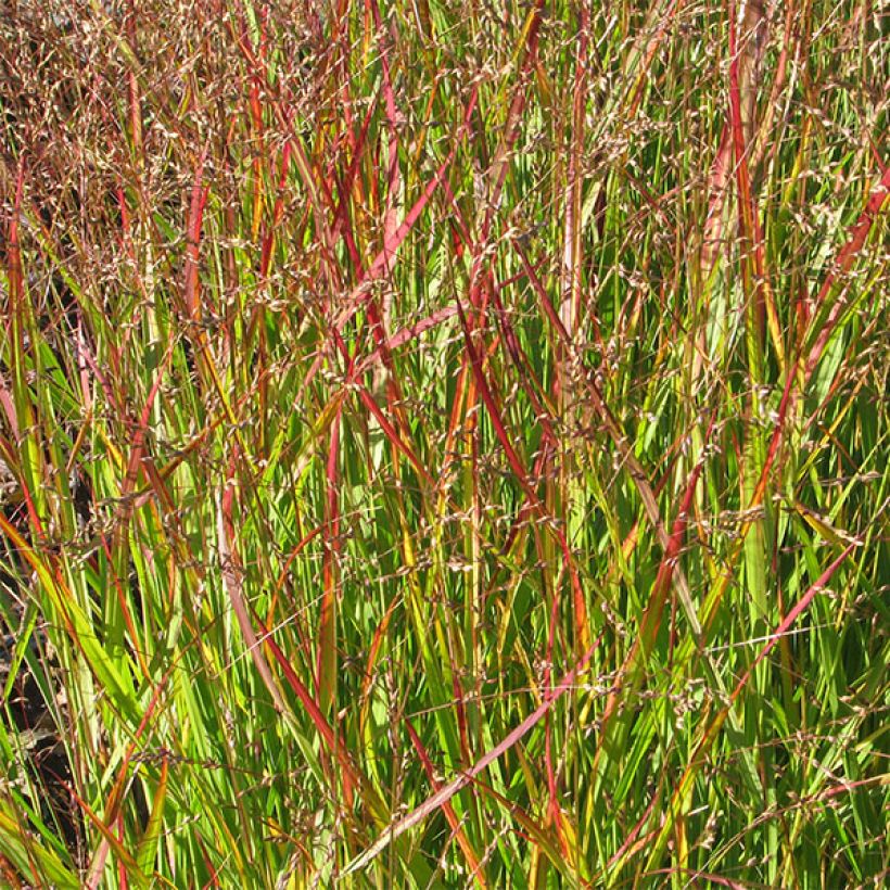 Panic érigé - Panicum virgatum Shenandoah (Foliage)