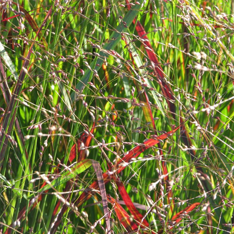 Panic érigé - Panicum virgatum Shenandoah (Flowering)