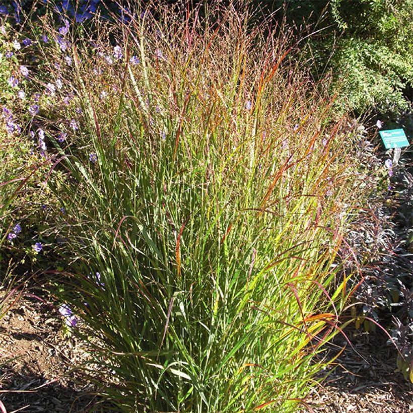 Panic érigé - Panicum virgatum Shenandoah (Plant habit)