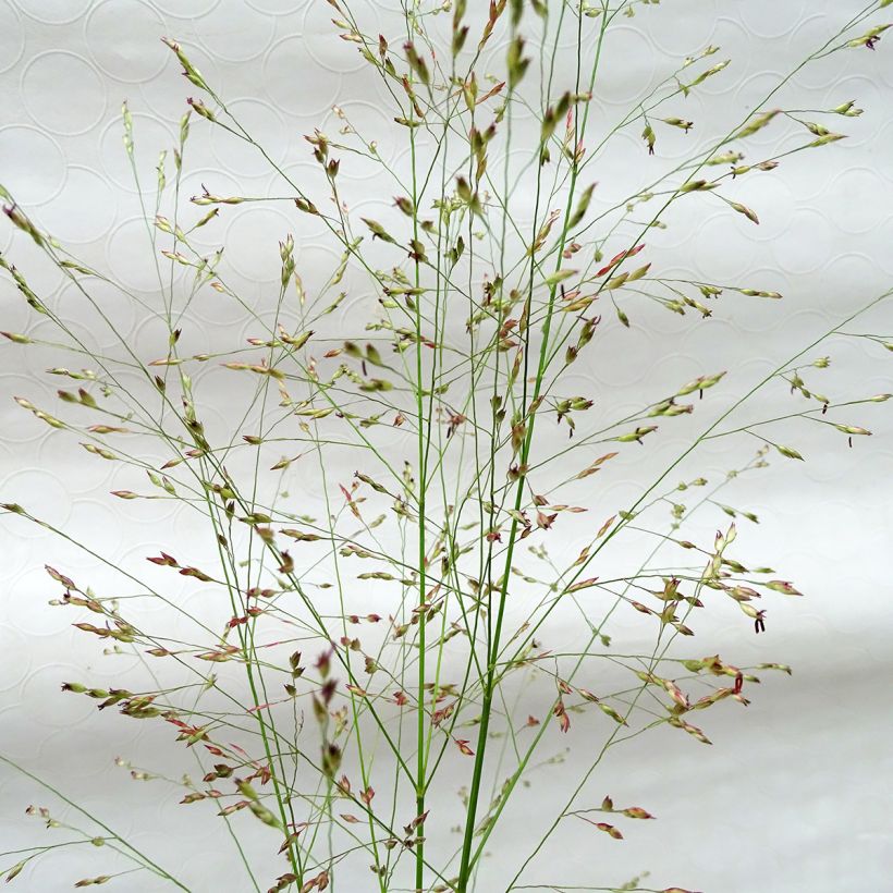 Panicum virgatum Squaw - Panic érigé  (Flowering)