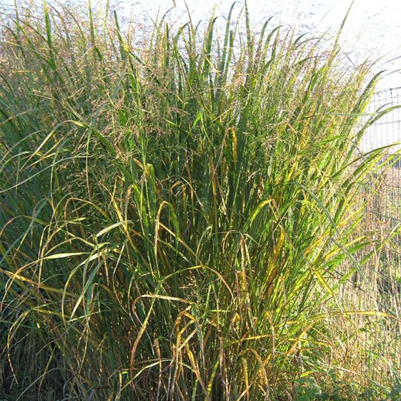 Panic érigé - Panicum virgatum Thundercloud  (Plant habit)