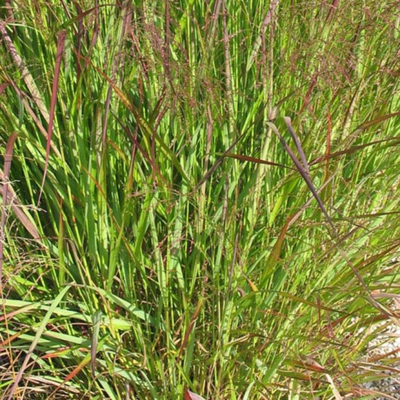 Panic érigé - Panicum virgatum Warrior (Foliage)