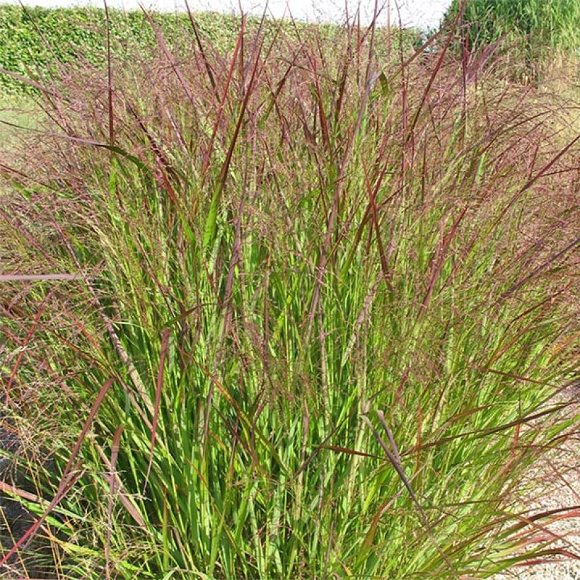 Panic érigé - Panicum virgatum Warrior (Plant habit)
