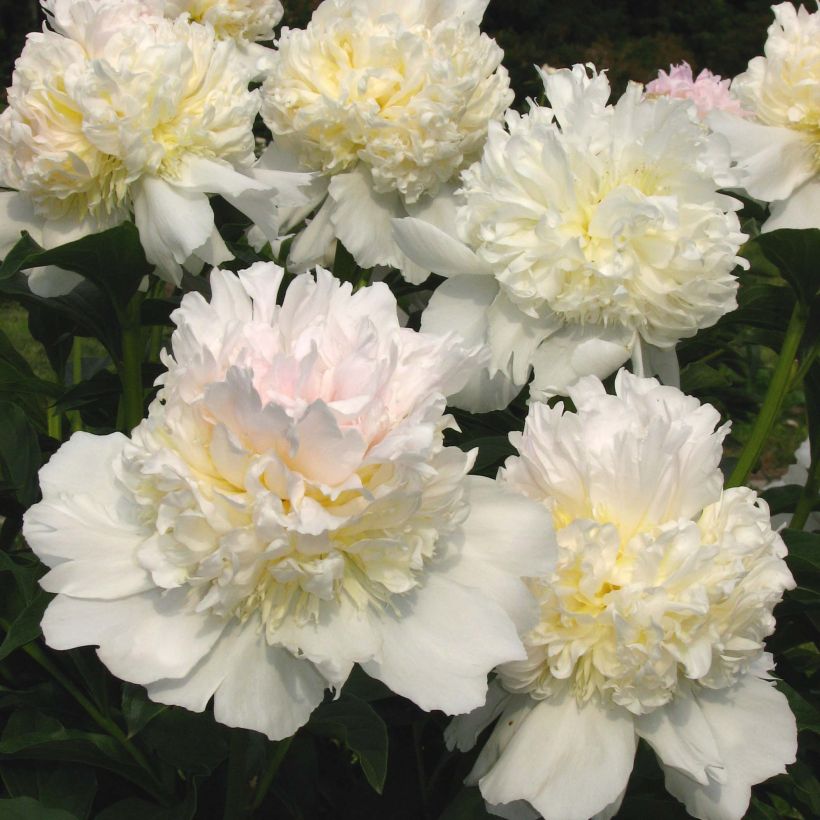 Pivoine lactiflora Top Brass (Flowering)