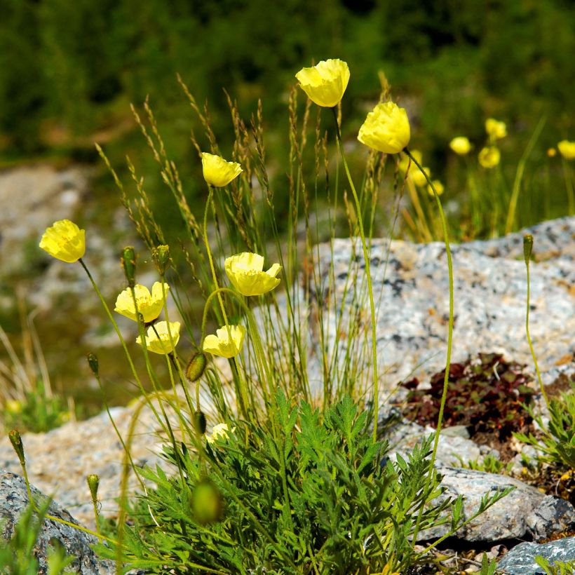 Pavot des Alpes - Papaver alpinum (Plant habit)