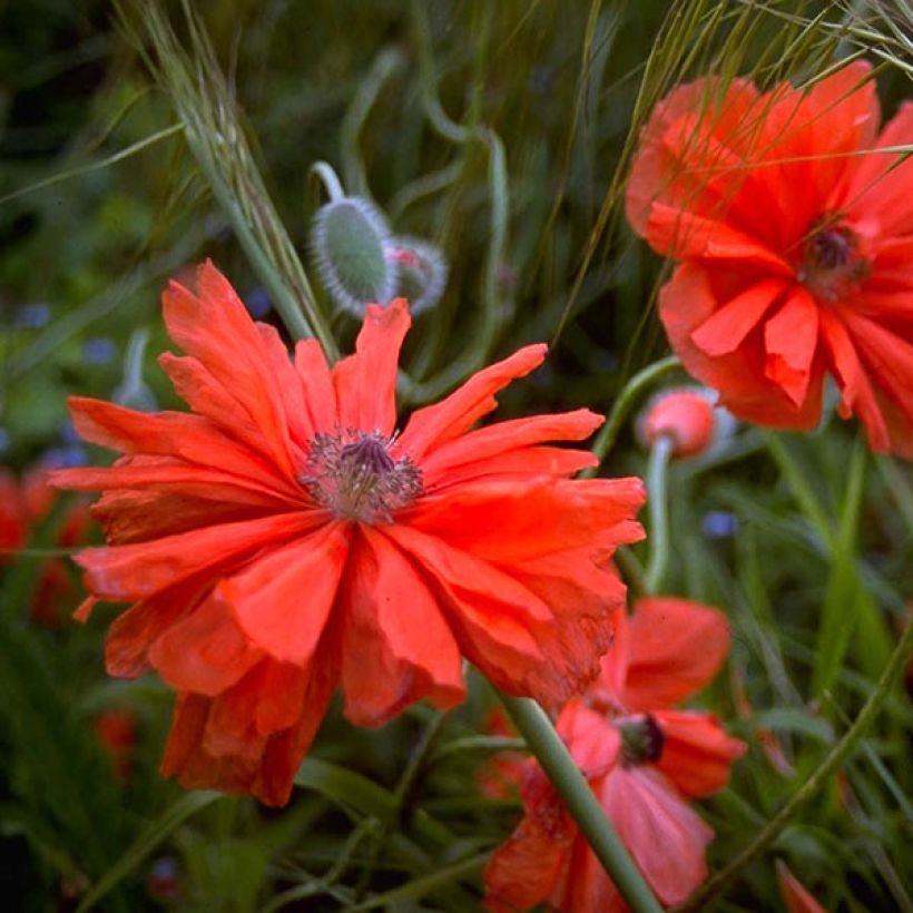 Pavot d'Orient May Queen - Papaver orientale (Flowering)