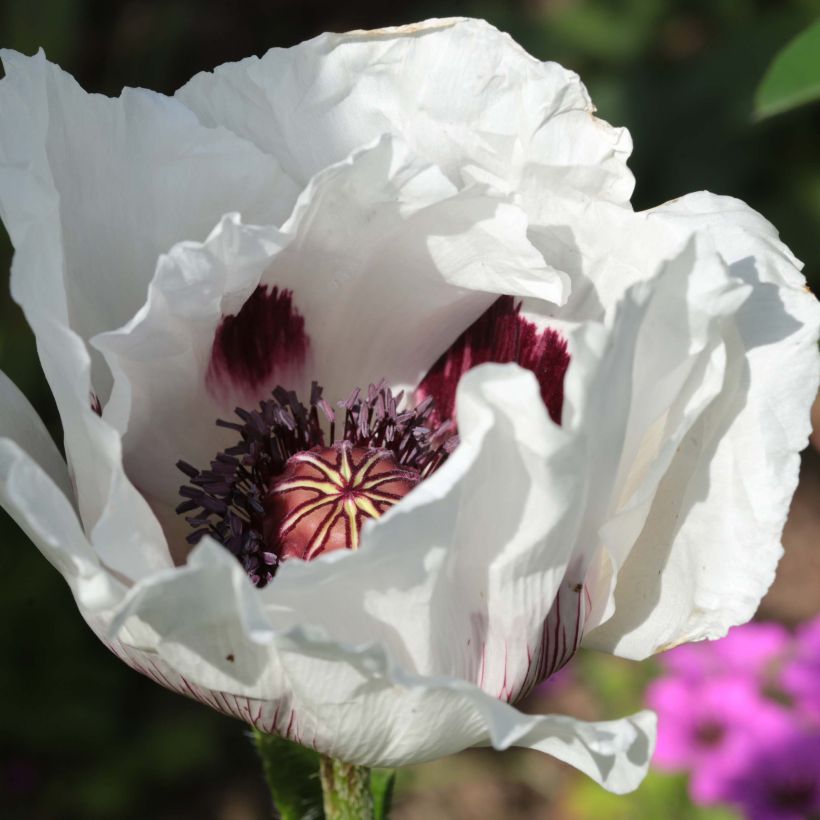Pavot d'Orient Perry's White - Papaver orientale (Flowering)