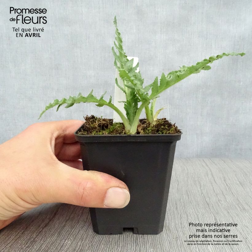 Spécimen de Pavot d'Orient Pink Ruffles - Papaver orientale Godet de 8/9 cm tel que livré au printemps