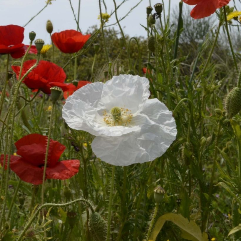 Graines de Coquelicot Bridal Silk blanc - Papaver rhoeas (Flowering)