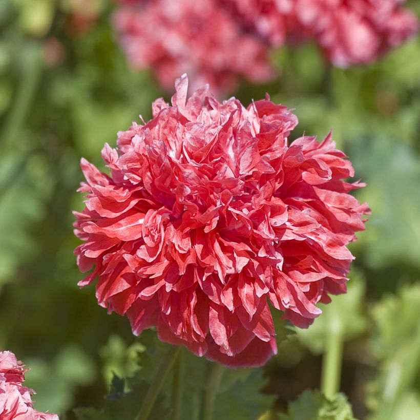 Graines de Pavot annuel Frosted Salmon - Papaver somniferum (Flowering)