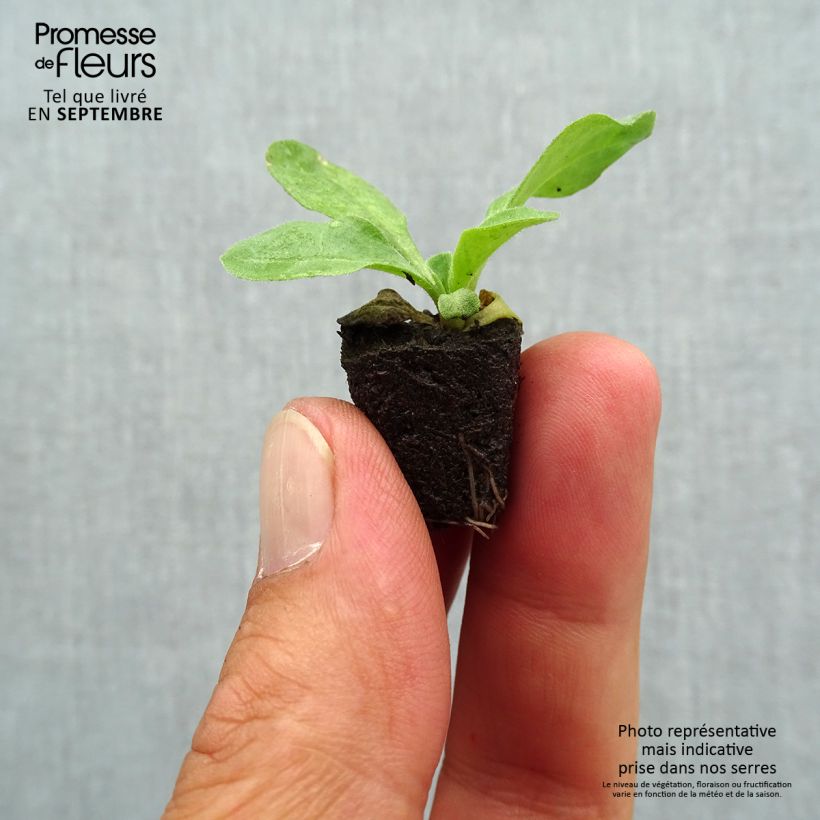 Example of Pâquerette Bellissima Compact Rose - Bellis perennis Mini-motte Ø 1,5/2,5 cm as you get in automne