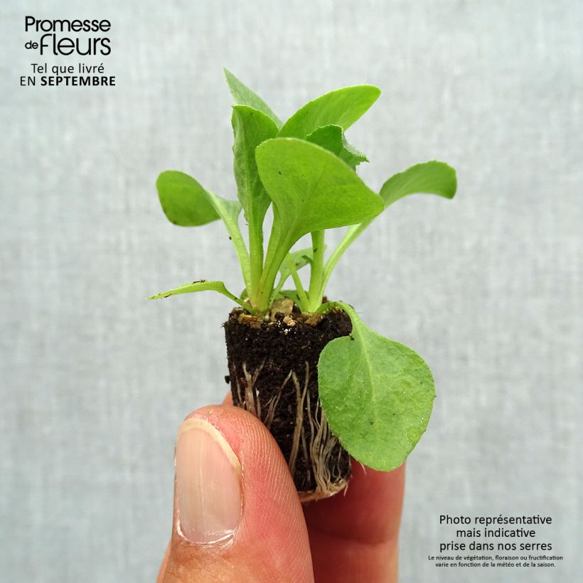 Example of Pâquerette Tasso Blanche Mini-motte - Bellis Perennis Mini-motte Ø 1,5/2,5 cm, Plant vert de 3 à 5 cm de haut environ as you get in automne