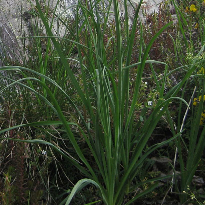 Paradisea liliastrum - Lis de Saint-Bruno (Foliage)