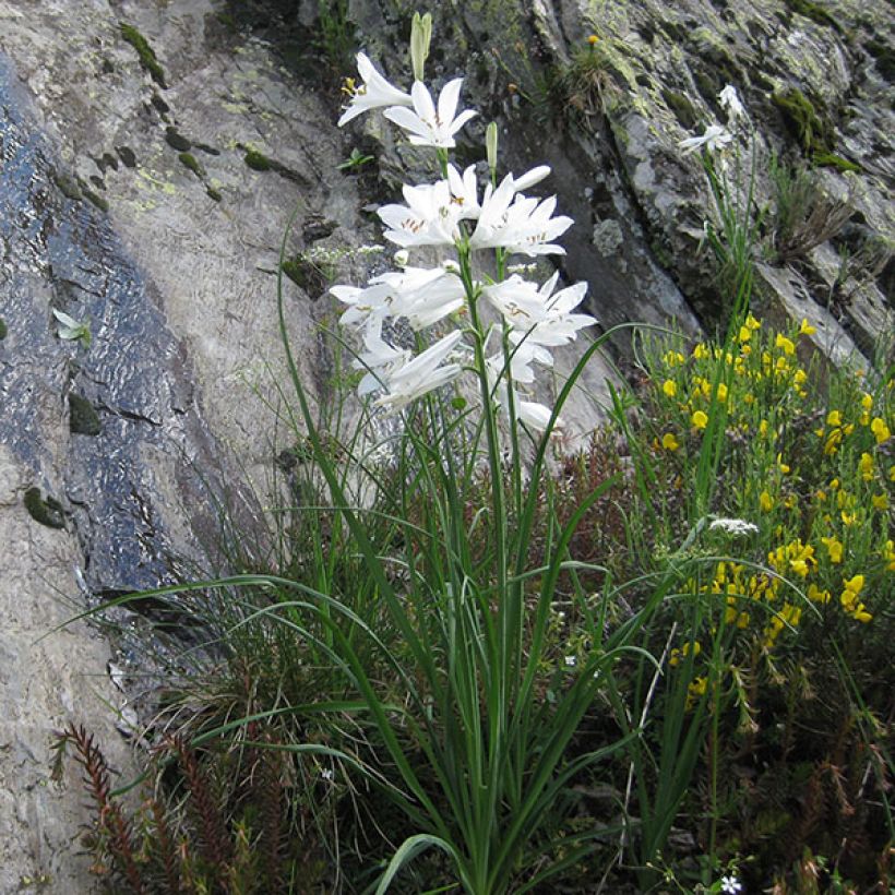 Paradisea liliastrum - Lis de Saint-Bruno (Plant habit)