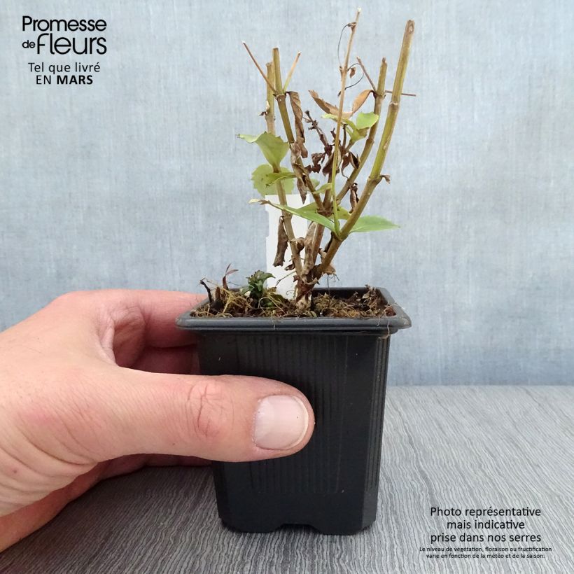 Example of Parahebe catarractae Avalanche - véronique arbustive Godet de 8/9 cm as you get in printemps