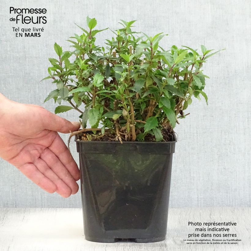 Example of Parahebe catarractae Avalanche - véronique arbustive Pot de 2L/3L as you get in printemps