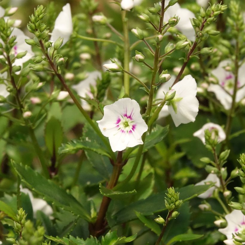 Parahebe catarractae Avalanche - véronique arbustive (Floraison)