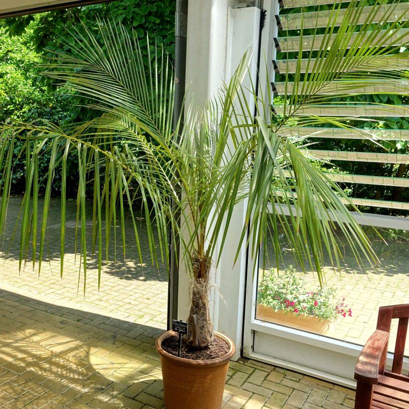 Parajubaea torallyi - Palmier bolivien (Plant habit)