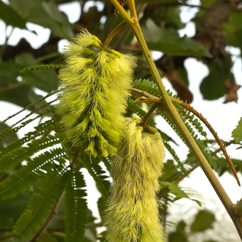 Paraserianthes lophantha - Acacia du Cap (Flowering)