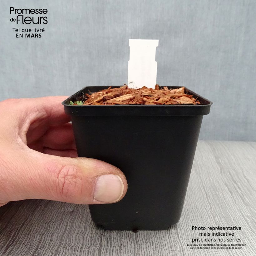 Spécimen de Paris quadrifolia - Parisette à quatre feuilles Godet de 8/9 cm tel que livré au printemps