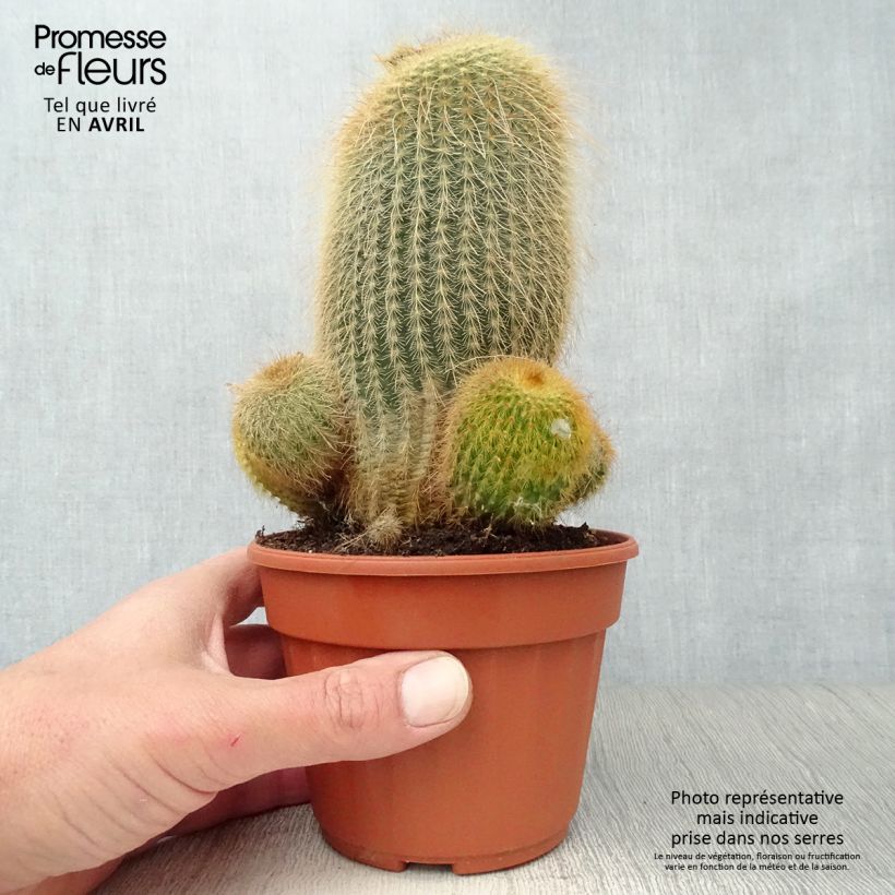 Example of Parodia leninghausii - Notocactus leninghausii Pot de 12 cm / 13 cm as you get in printemps