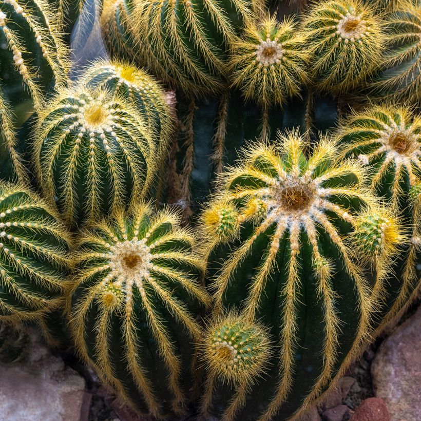 Parodia warasii - Notocactus warasii (Port)
