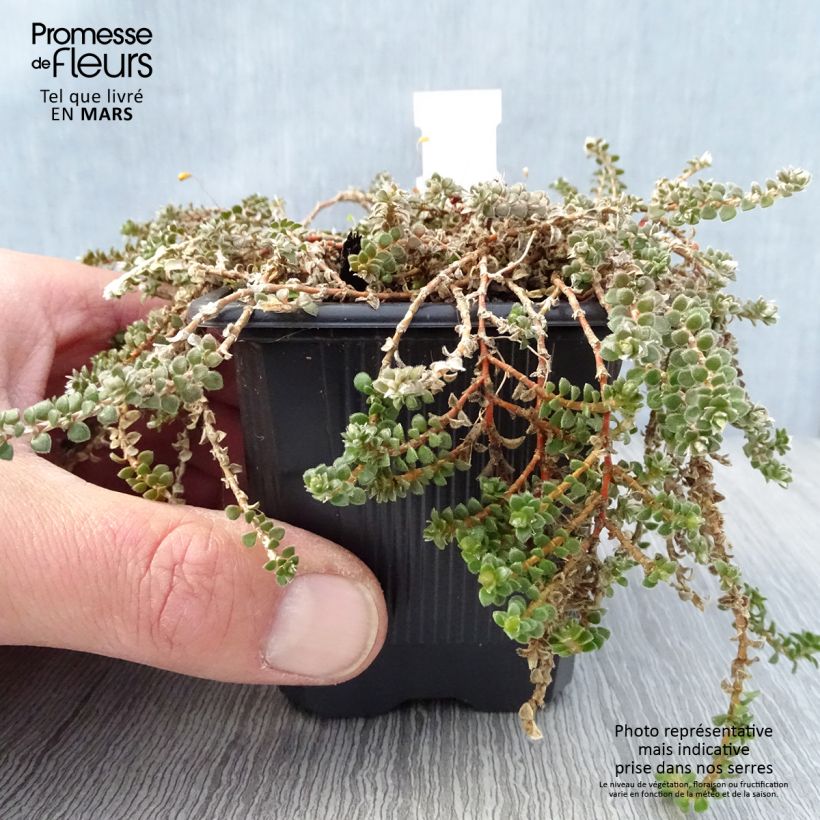 Spécimen de Paronychia kapela ssp. serpyllifolia - Paronyque à feuilles de serpolet Godet de 8/9 cm tel que livré au printemps