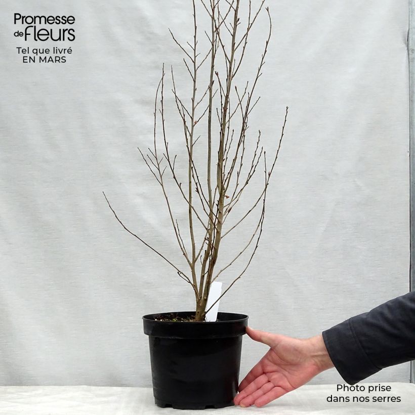 Example of Parrotia persica Persian Spire - Arbre de fer Pot de 3L/4L as you get in printemps