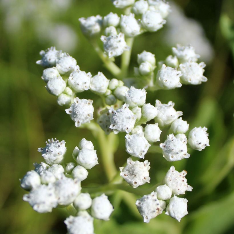 Parthenium integrifolium - Quinine sauvage (Flowering)