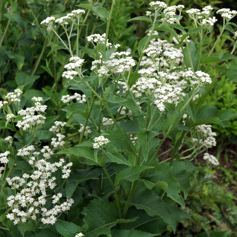 Parthenium integrifolium - Quinine sauvage (Plant habit)