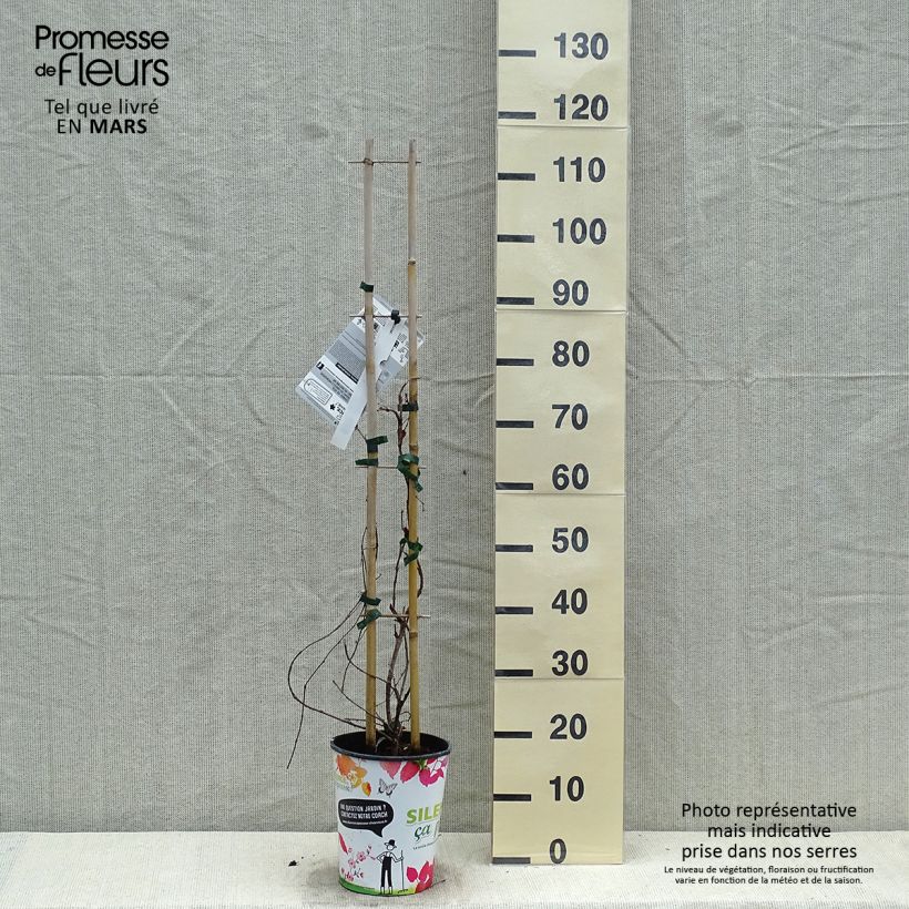 Example of Vigne vierge - Parthenocissus tricuspidata atropurpurea Pot de 2L/3L as you get in printemps