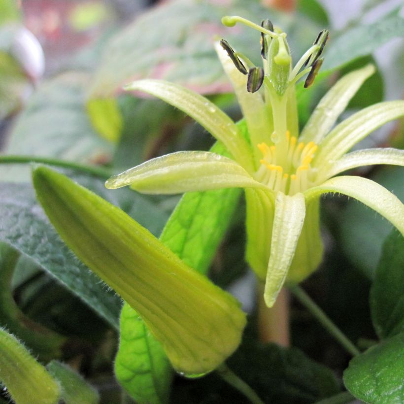 Passiflora citrina - Fleur de la passion (Flowering)