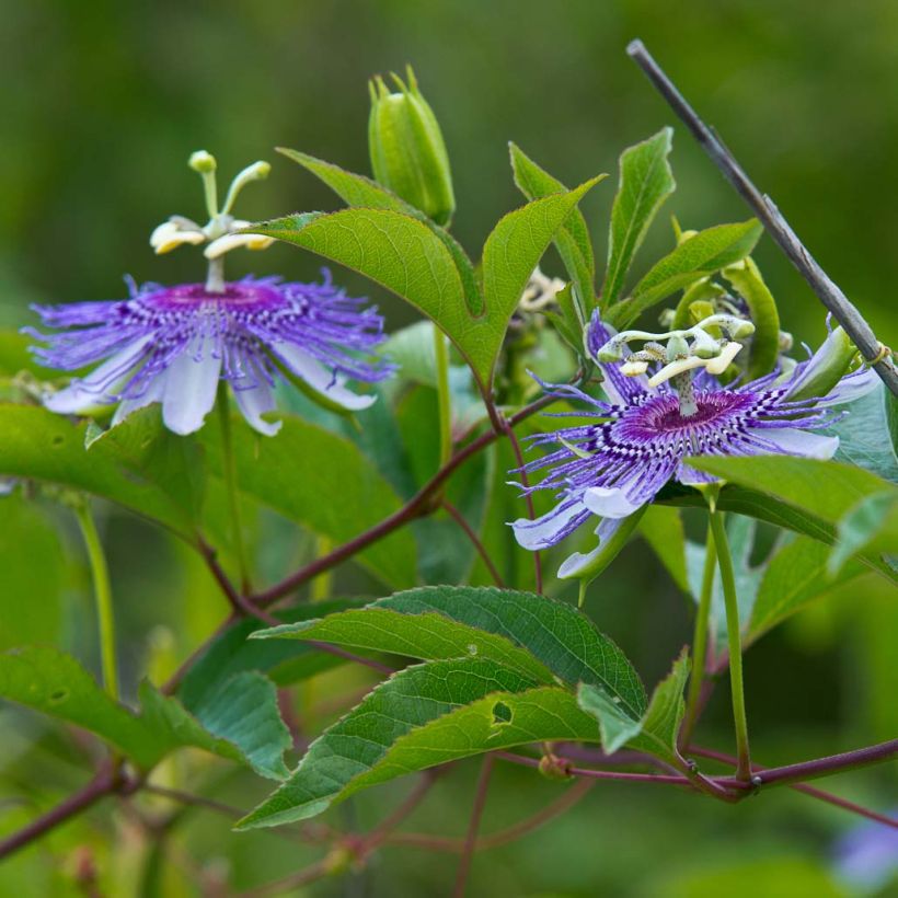 Passiflora incarnata - Passiflore officinale (Floraison)
