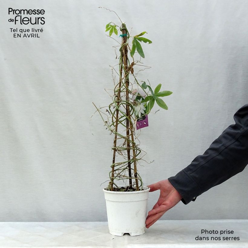 Spécimen de Passiflora subpeltata - Fleur de la Passion Pot de 2L/3L tel que livré au printemps