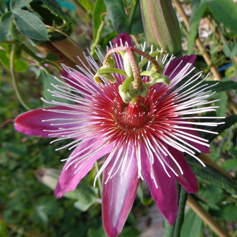 Passiflore Anastasia - Fleur de la Passion (Flowering)