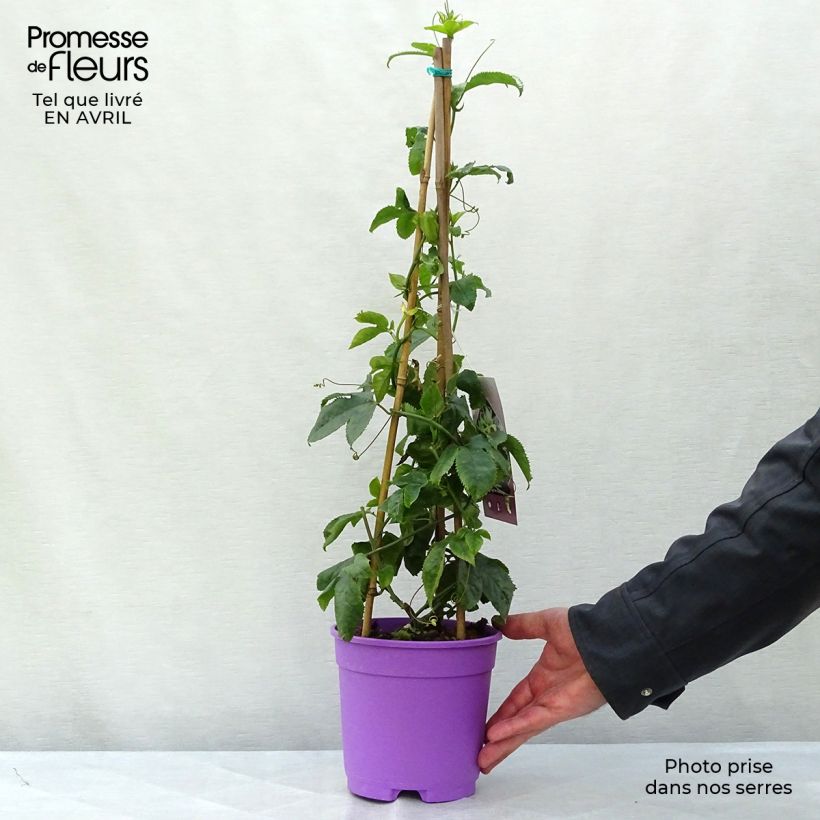 Example of Passiflore Byron Beauty - Fleur de la Passion Pot de 2L/3L as you get in printemps