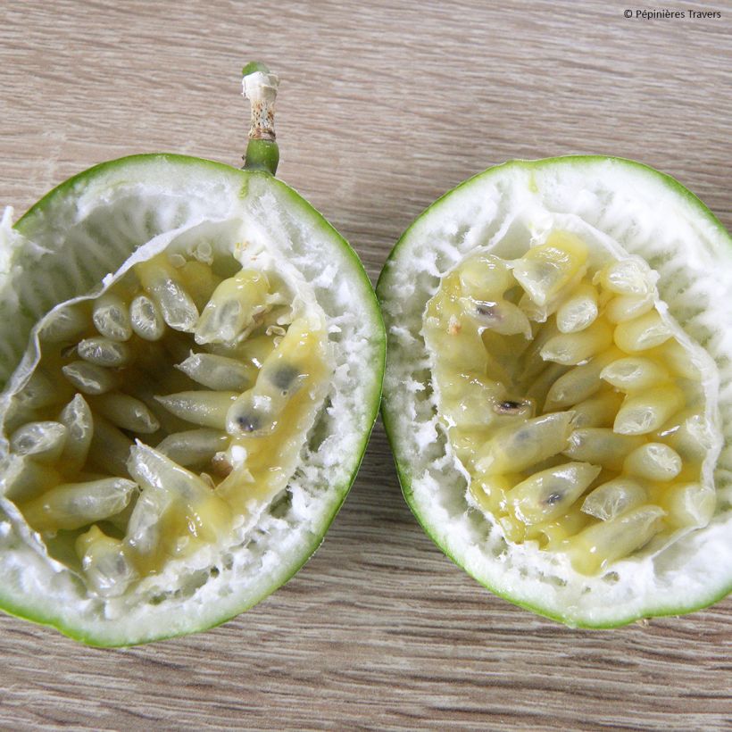 Passiflore Eia popeia - Passiflora (x) incarnata (Harvest)