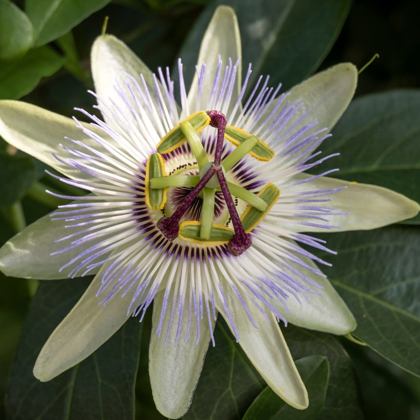Passiflore, Fleur de la passion - Passiflora caerulea Clear Sky (Flowering)