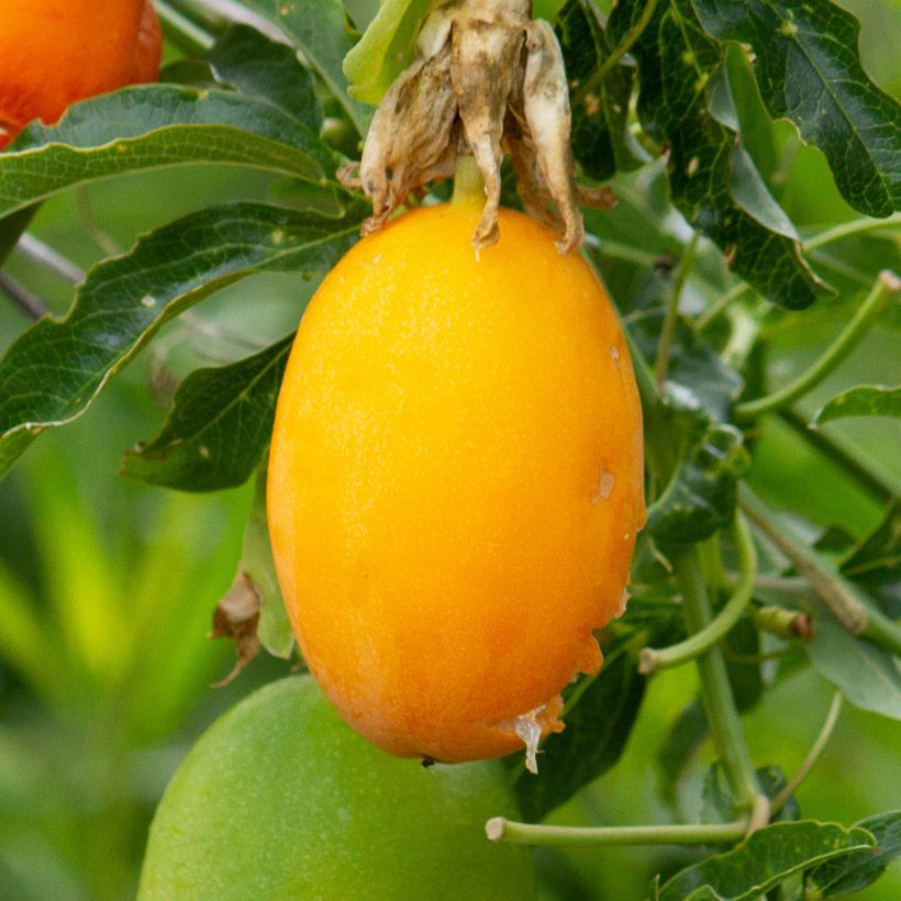 Passiflore, Fleur de la passion - Passiflora caerulea Clear Sky (Harvest)