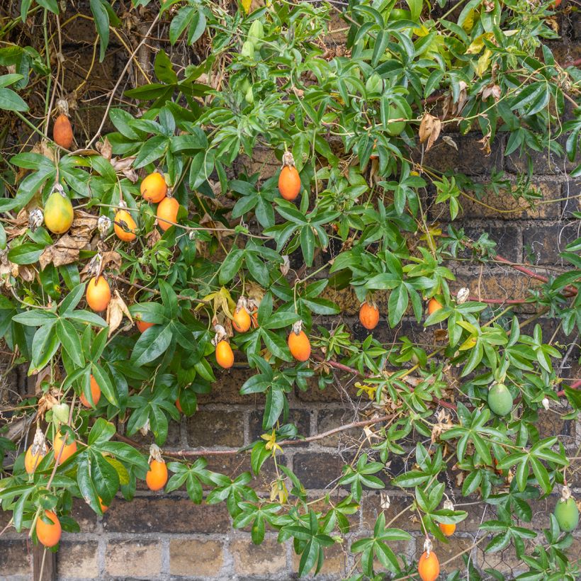 Passiflore, Fleur de la passion - Passiflora caerulea Clear Sky (Plant habit)