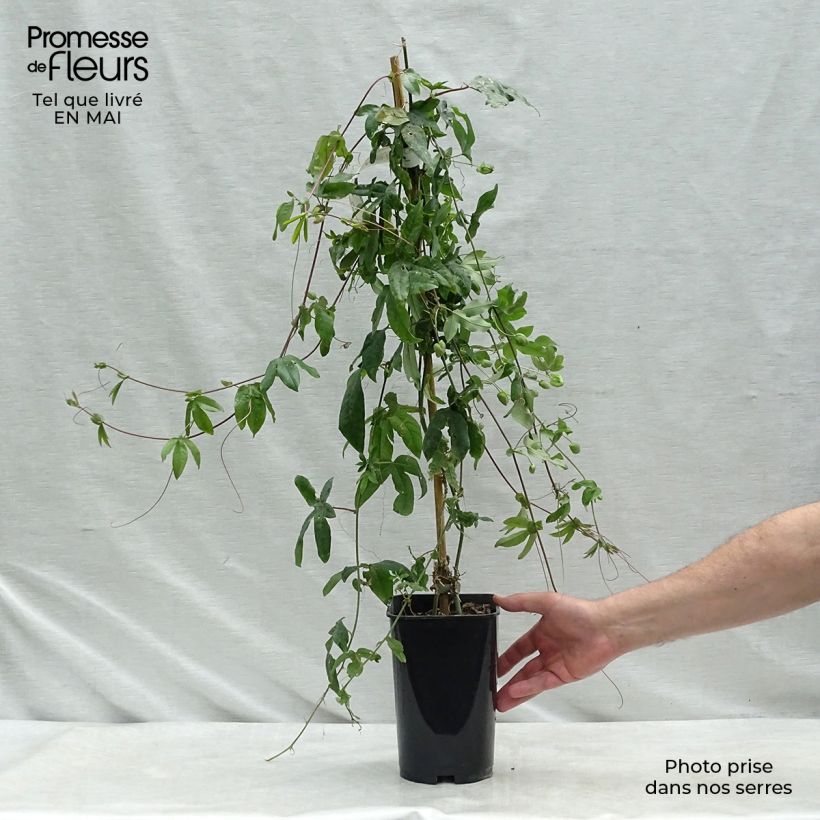 Spécimen de Passiflore Lady Betty Myles Young - Fleur de la Passion bleue violet Pot de 3L/4L tel que livré au printemps