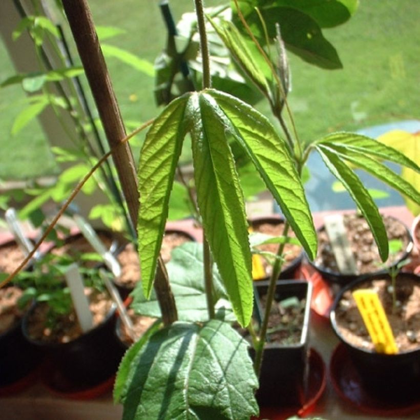 Passiflore - Passiflora (x) exoniensis (Feuillage)